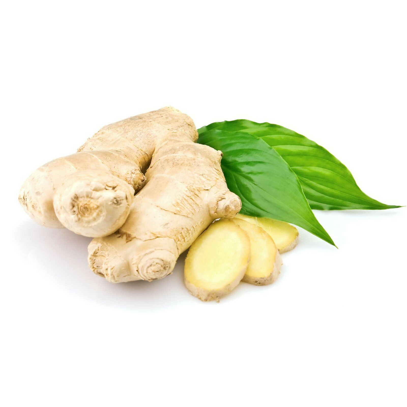 Ginger Tea 3-Pack 100% Pure Root (90 Premium Bags) All-Natural Caffeine Free 2